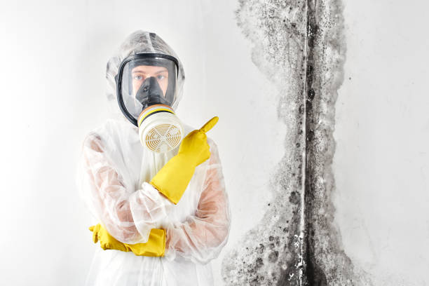 Why You Should Choose Our Mold Remediation Services in Bellmawr, NJ